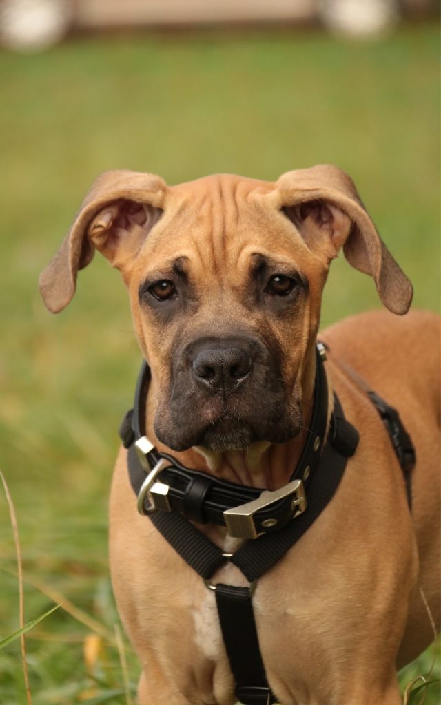 chien mellys education-min