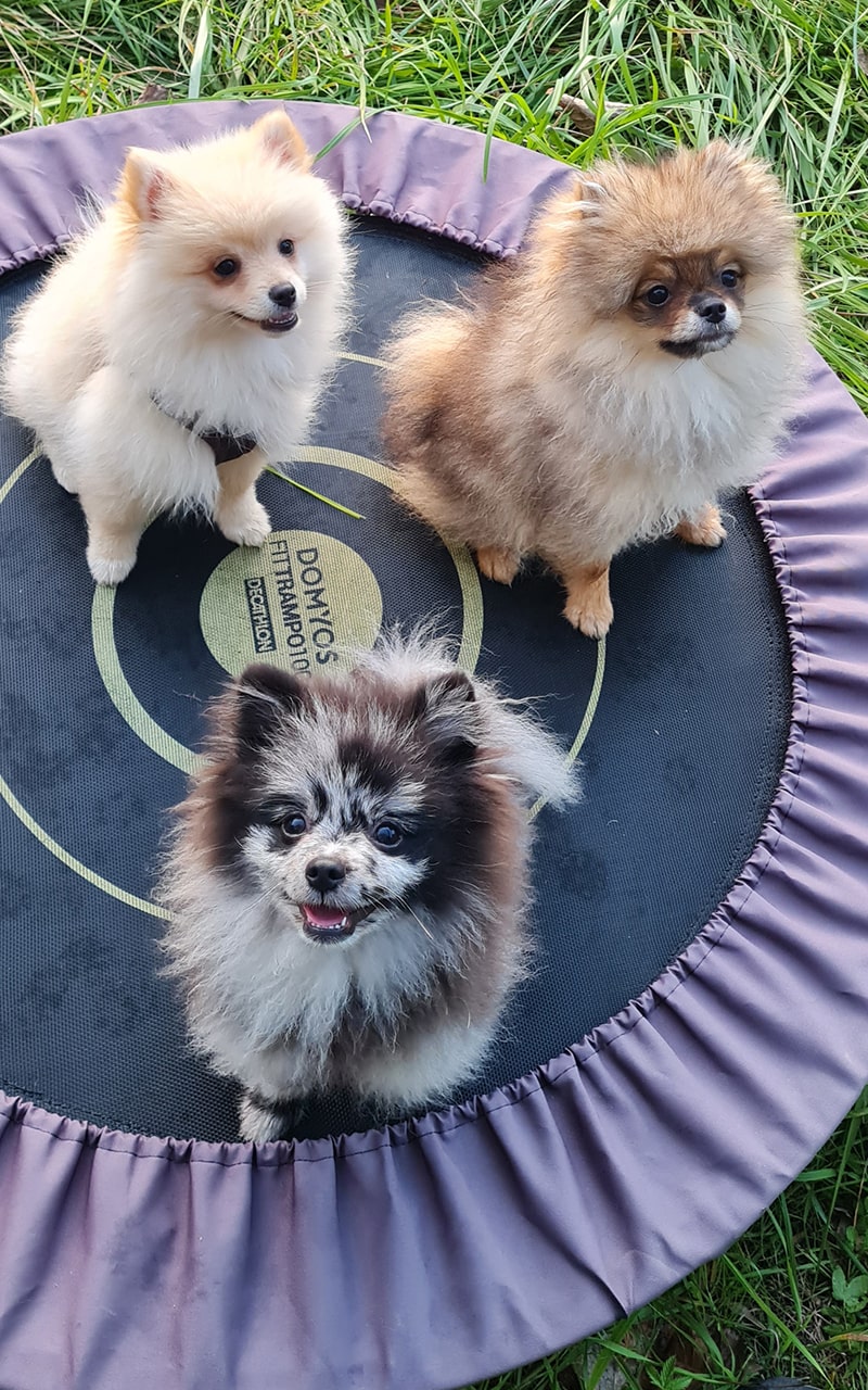 chiots mellys education-min