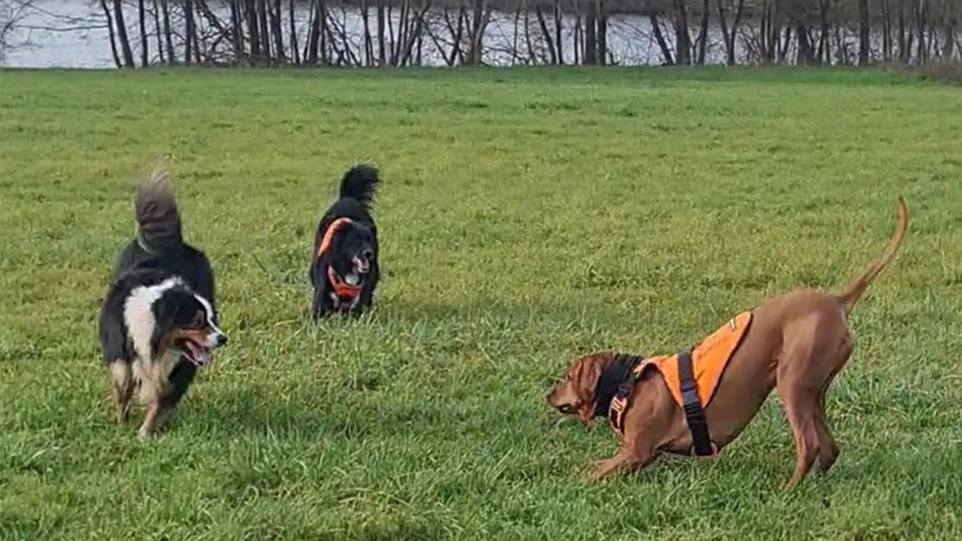 balade chiens reserves-min