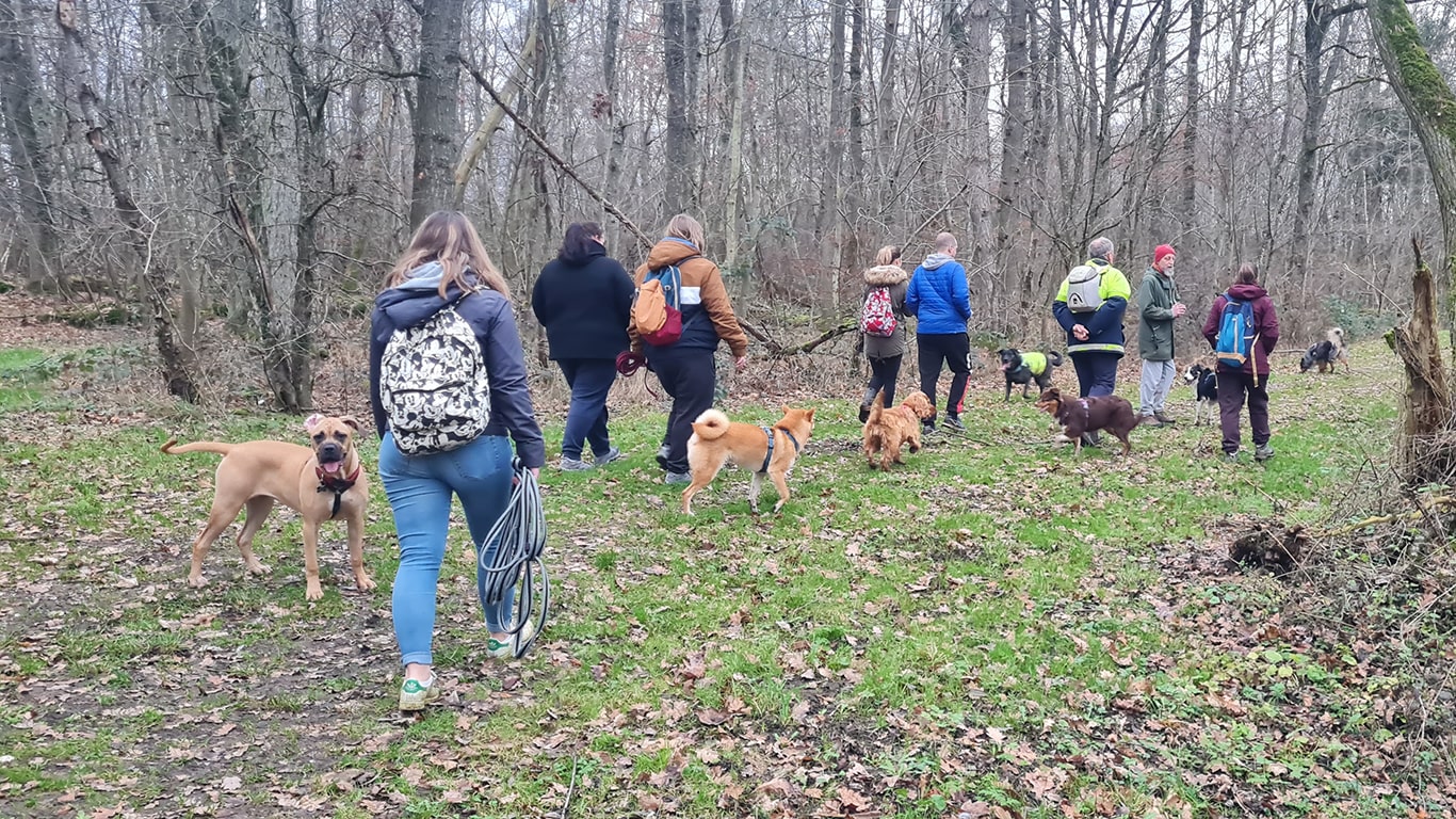 balade chiens sociables-min