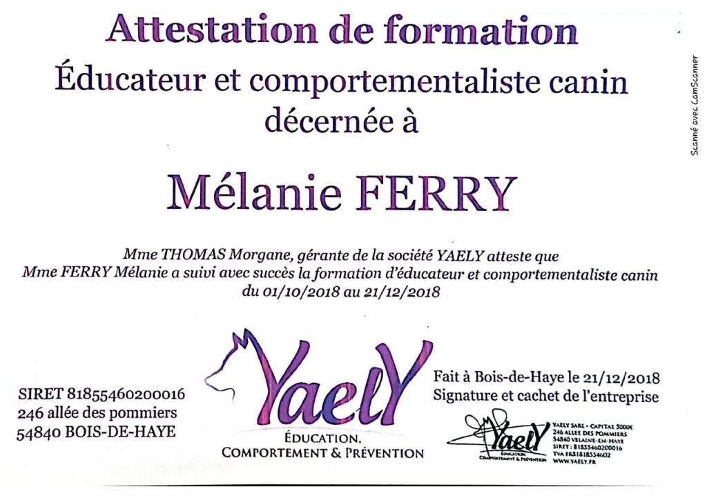 educateur et comportementaliste canin